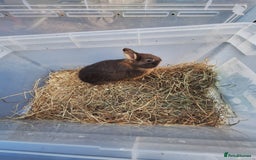 Netherland Dwarf rabbits for sale: 4 baby Netherland dwarf rabbits for sale £50 each  - Image 5
