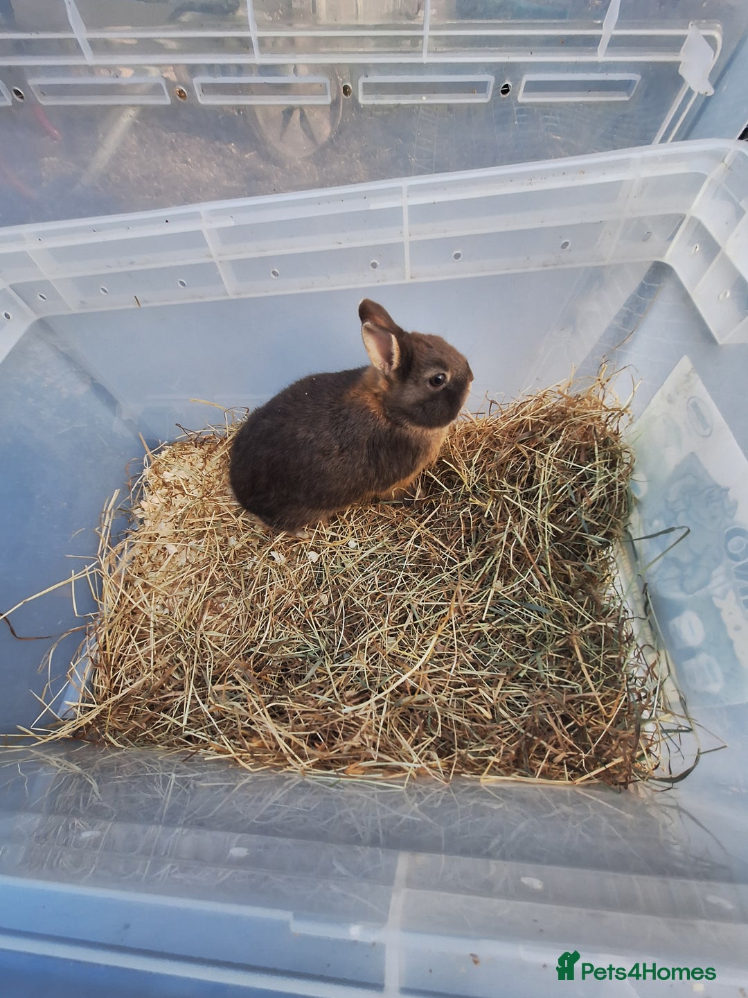 Netherland Dwarf rabbits for sale: 4 baby Netherland dwarf rabbits for sale £50 each  - Image 5
