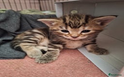 Domestic Shorthair cats for sale: ✨️ Beautiful 2 kittens 🩷🩵 Ready for homes now ✨️ - Image 7