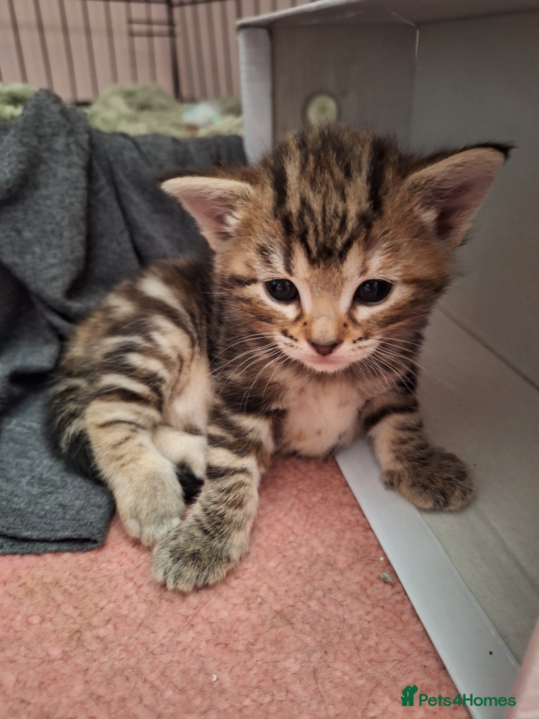 Domestic Shorthair cats for sale: ✨️ Beautiful 2 kittens 🩷🩵 Ready for homes now ✨️ - Image 7