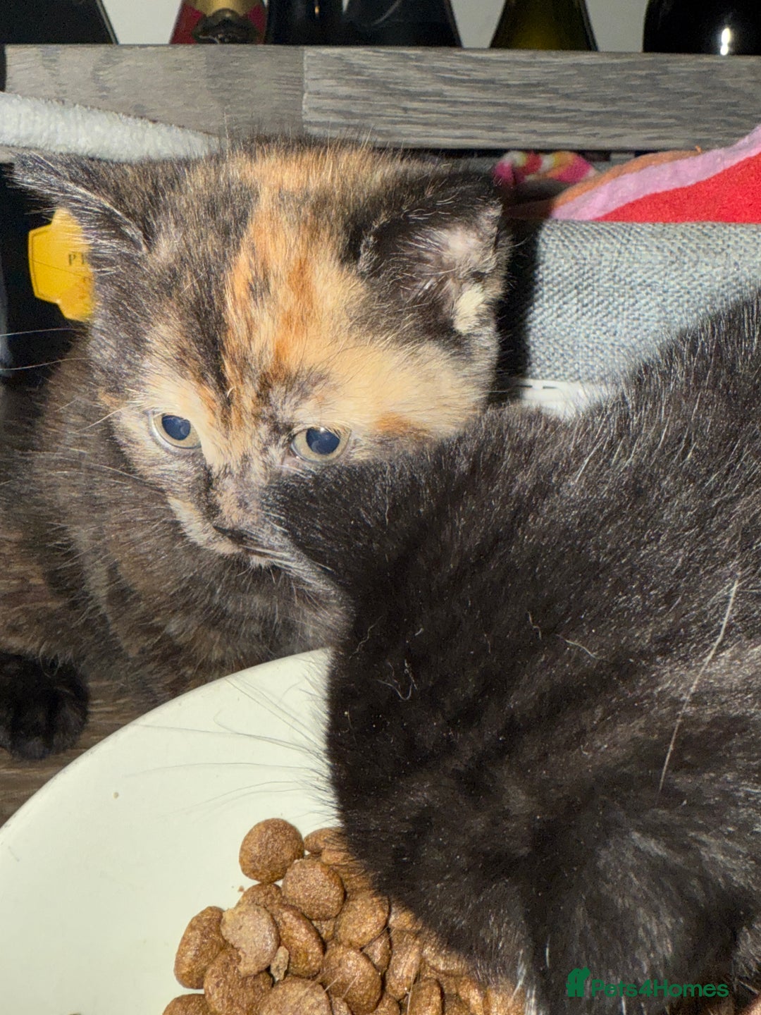 Mixed Breed cats for sale: 3 beautiful kittens  - Image 5