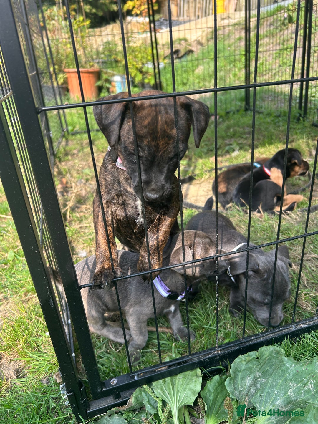 Jack Russell dogs for sale: Blue & Black Brindle Jack Russells - Image 30