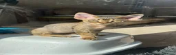 Devon Rex cats for sale: Two Devon Rex boys - Advert 6