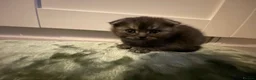 Scottish Fold cats for sale: Scottish fold kittens  - Advert 13