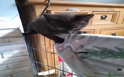 Mixed Breed cats for sale: Gorgeous Ragamuffin x kittens - Image 1