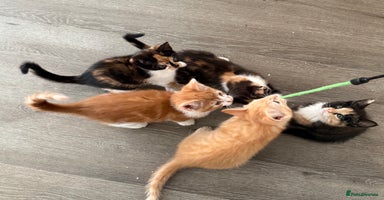 American Shorthair cats in Milton Keynes - Advert 16