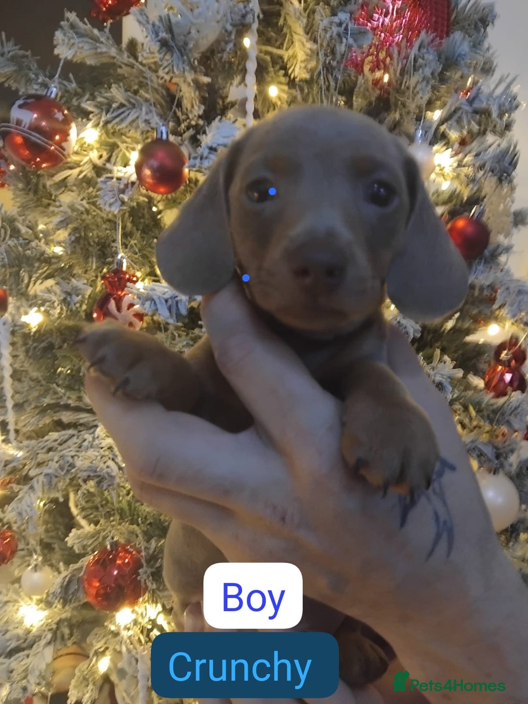 Dachshund dogs for sale: Last 6 stunning boys left. - Advert 5