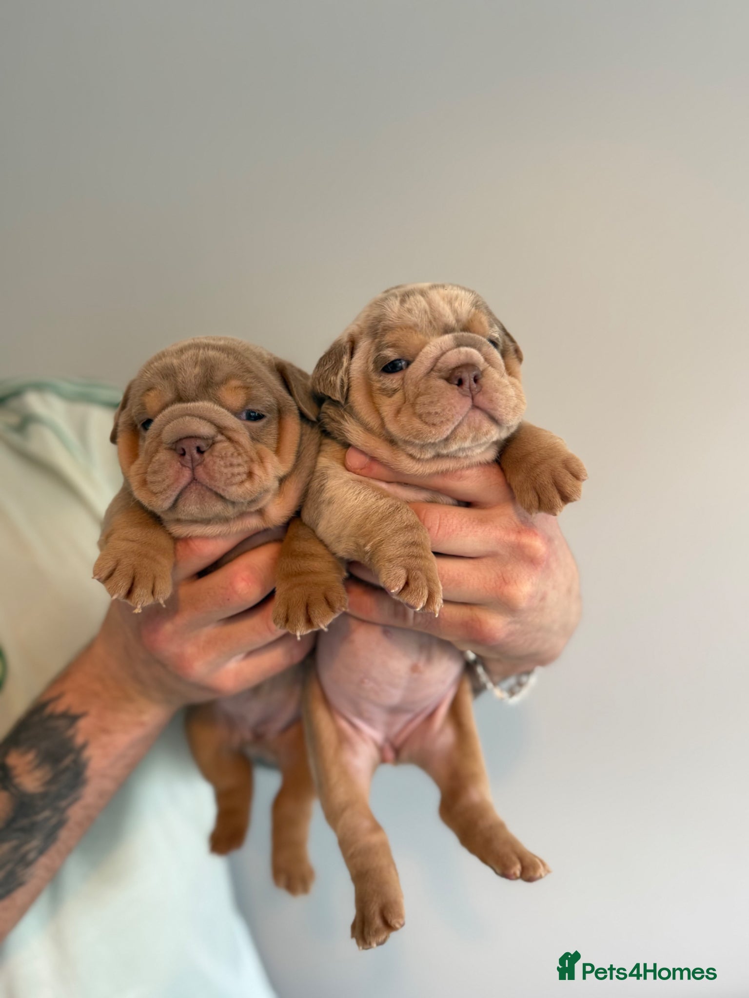 English Bulldog dogs English bulldog puppies  - Advert 13
