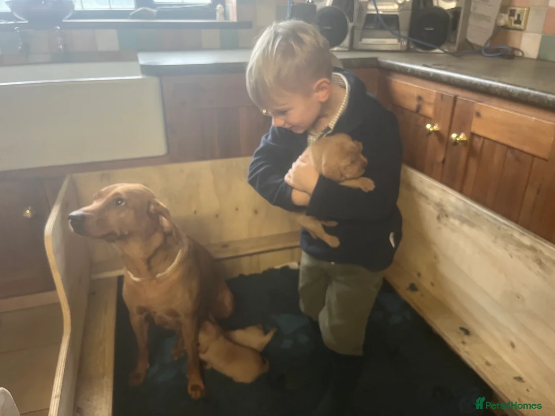 Labrador Retriever dogs for sale: Beautiful Labrador puppies  - Advert 6