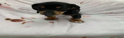 Dachshund dogs for sale: ****4 beautiful boys *** in Nottingham - Advert 6