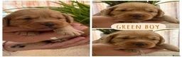 Mixed Breed dogs for sale: Beautiful double doodle puppies in Tredegar - Advert 23
