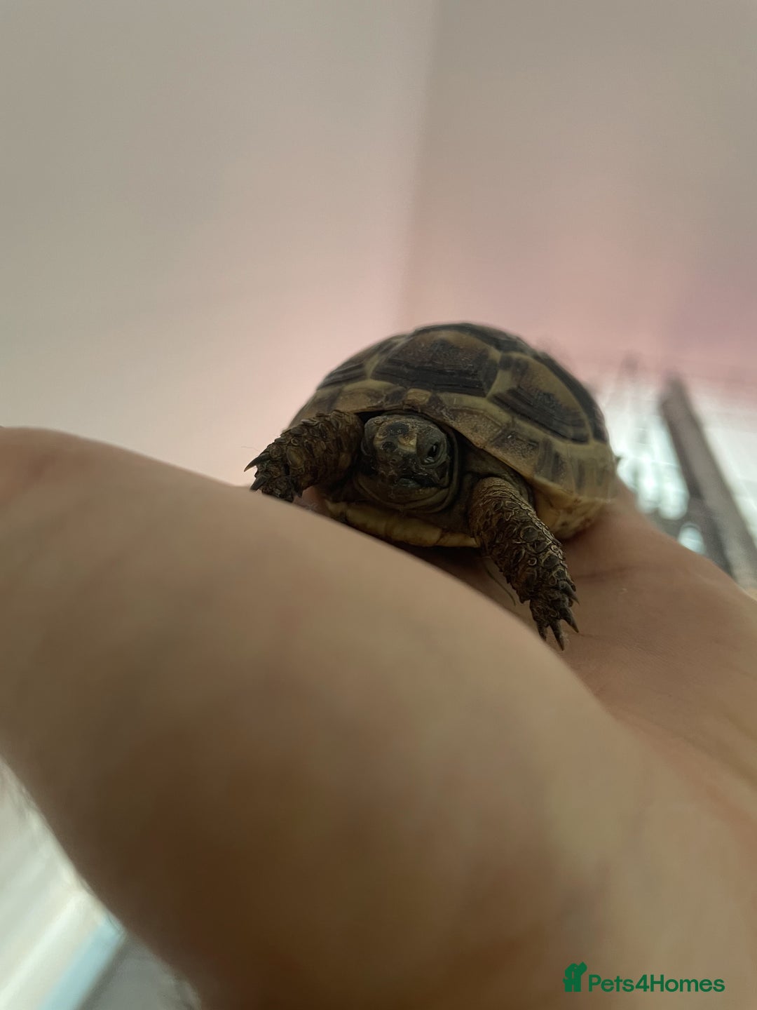 Tortoise reptiles for sale: Tortoise for sale with full setup - Advert 3