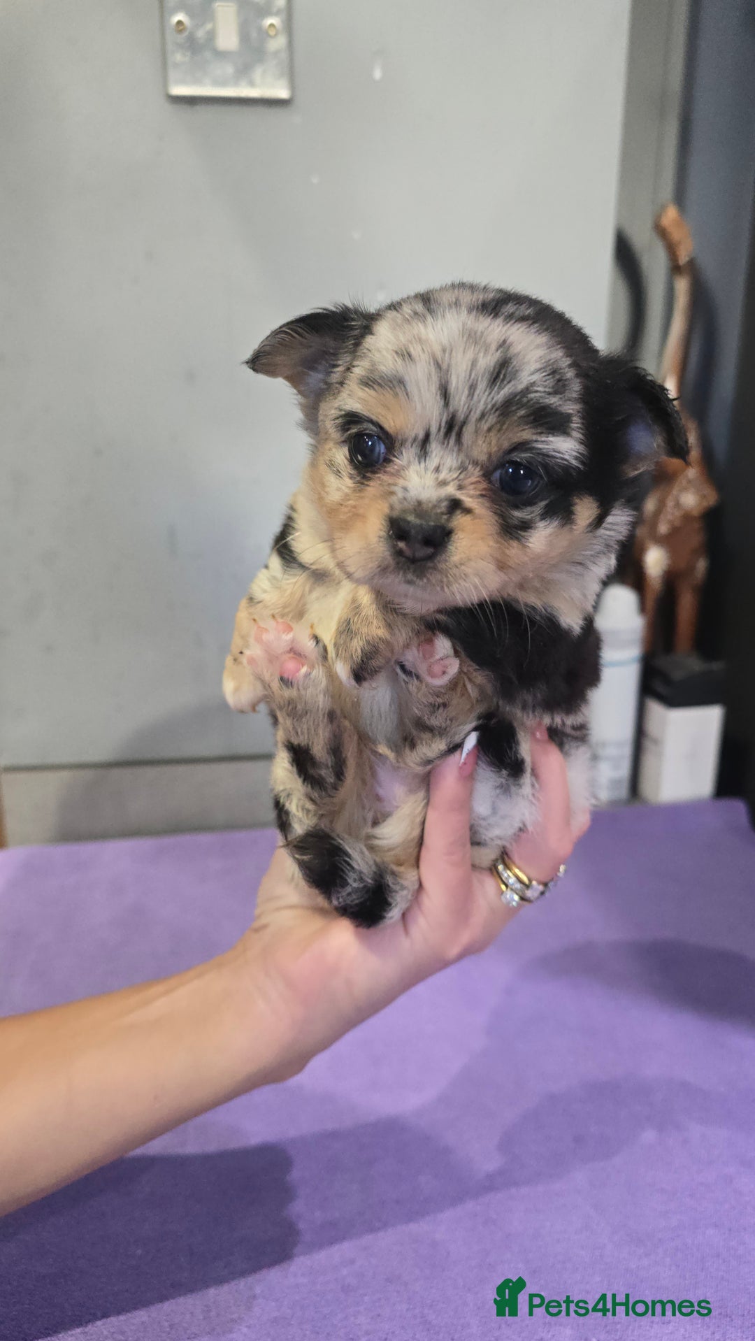 Chihuahua dogs for sale: Chihuahua puppies Russian ancestry with perfect bo - Advert 31