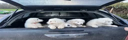 Maremma Sheepdog dogs for sale: Maremma sheepdog puppies - Advert 3