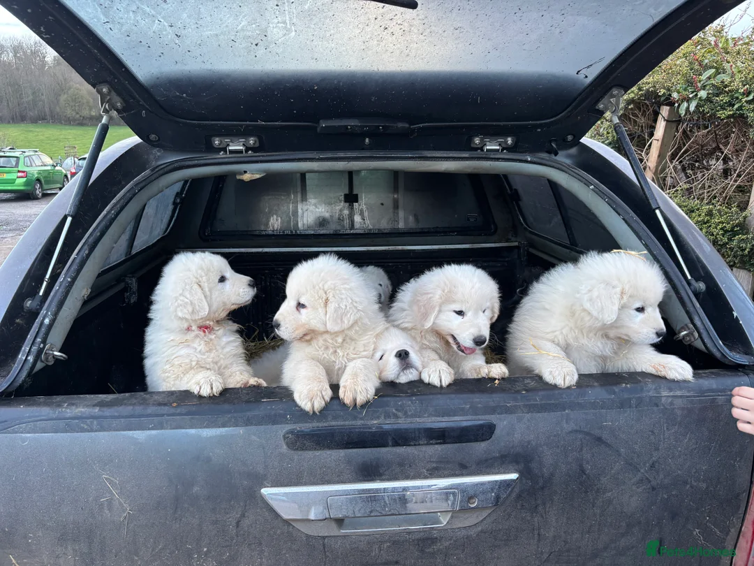 Maremma Sheepdog dogs for sale: Maremma sheepdog puppies - Advert 3