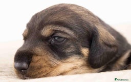Dachshund dogs for sale: Wire Haired Dachshund Puppies - Image 3