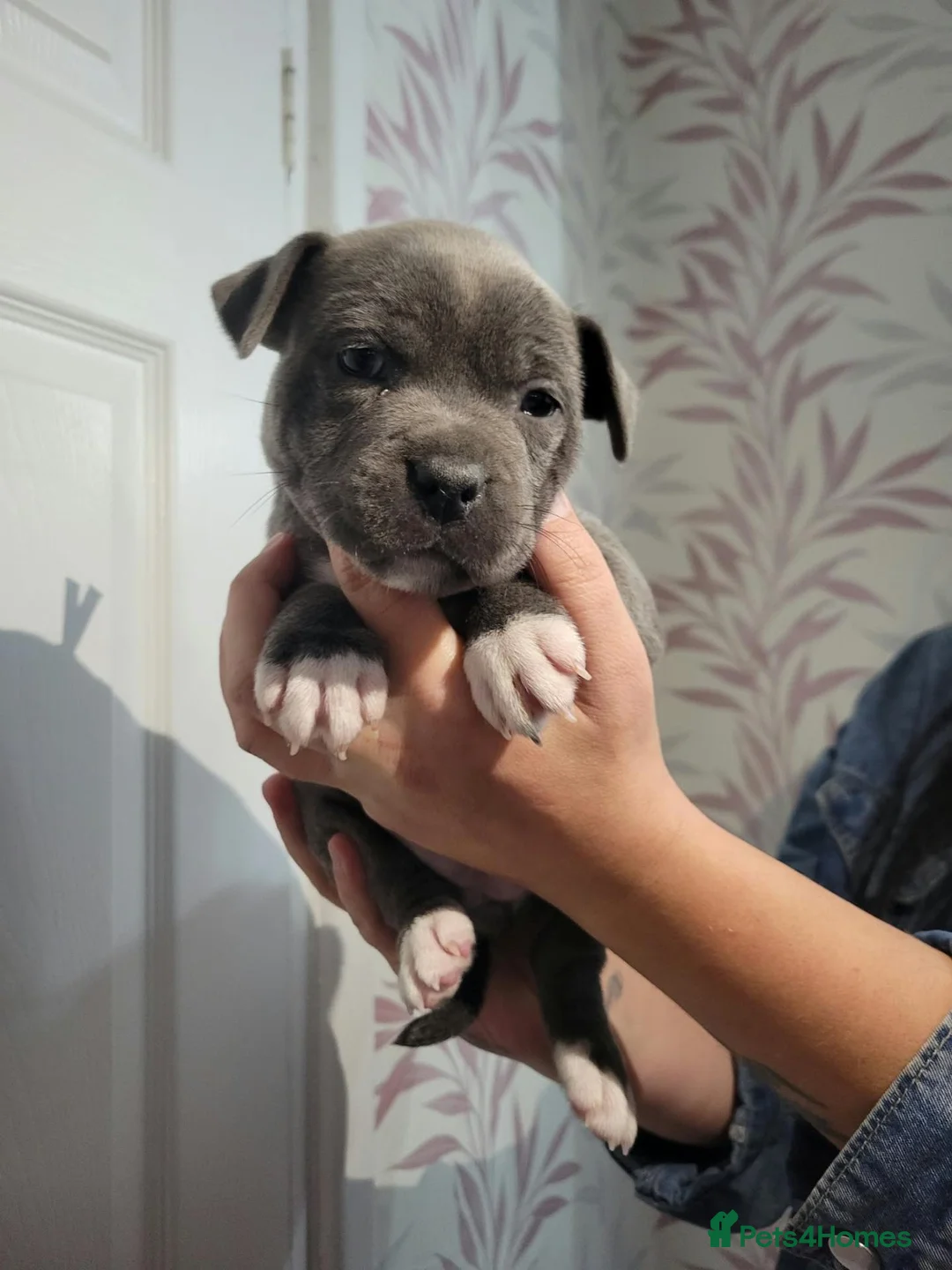 Staffordshire Bull Terrier dogs for sale: Last kc staffy girls - Advert 1
