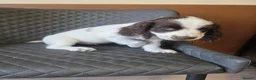 Sprocker dogs for sale: Beautiful Sprocker pups ready now. - Advert 8