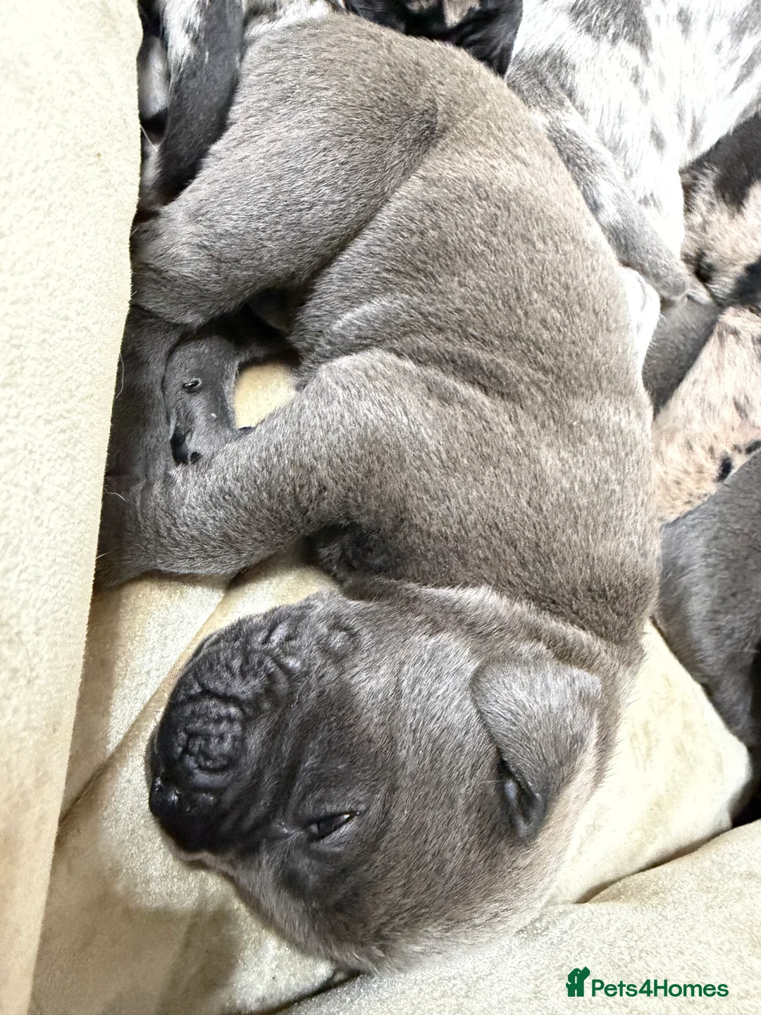 Cane Corso dogs for sale: Nearly ready * Beautiful chunky Cane Corso litter* - Advert 17