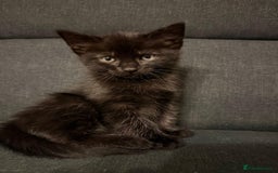 Ragdoll cats for sale: Ragdoll cross kittens - Image 9