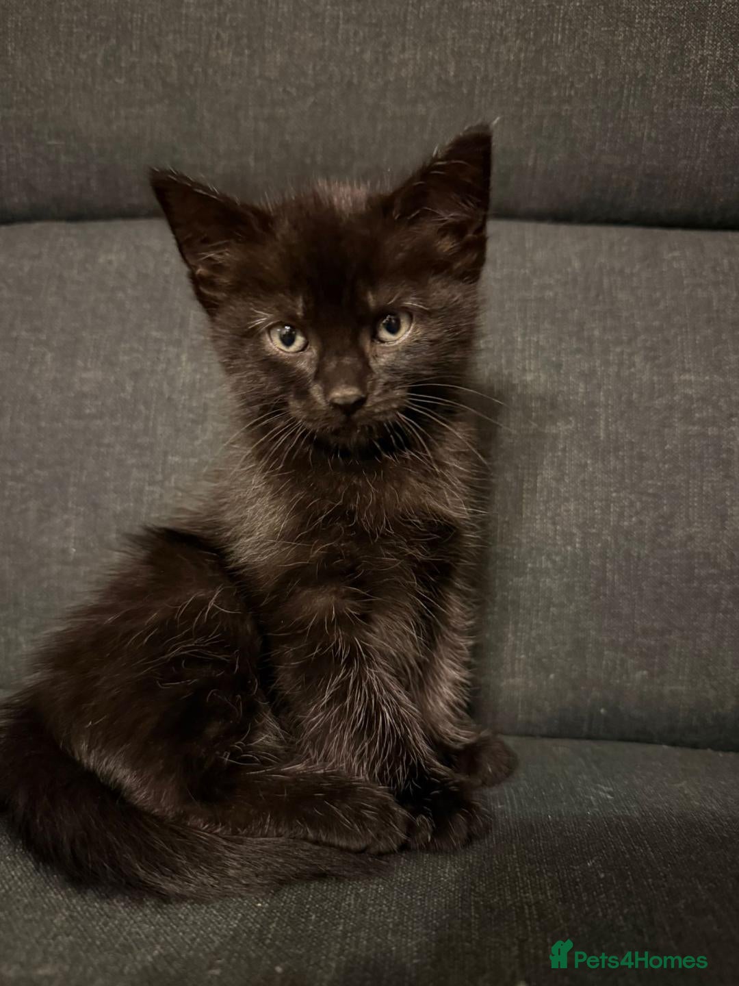 Ragdoll cats for sale: Ragdoll cross kittens - Image 9