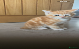 Mixed Breed cats for sale: 😻Happy kittens 😻 - Image 8