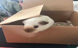 Guinea Pig rodents for sale: bonded male guinea pigs 8months  - Advert 4