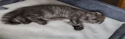 Scottish Fold cats for sale: Scottish fold kittens  in Gloucester - Advert 5