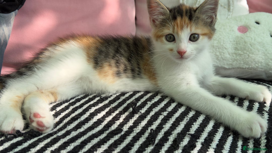 Mixed Breed cats for sale: Beautiful kittens!!!!! READY from 7/08/25 - Image 12