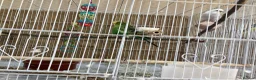 Budgerigars birds for sale: Pair of budgies - Advert 4