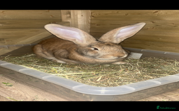 Continental Giant rabbits for sale: READY TO RESERVE - continental giant babies - Image 11
