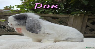 Mini Lop rabbits in Huntingdon - Advert 2