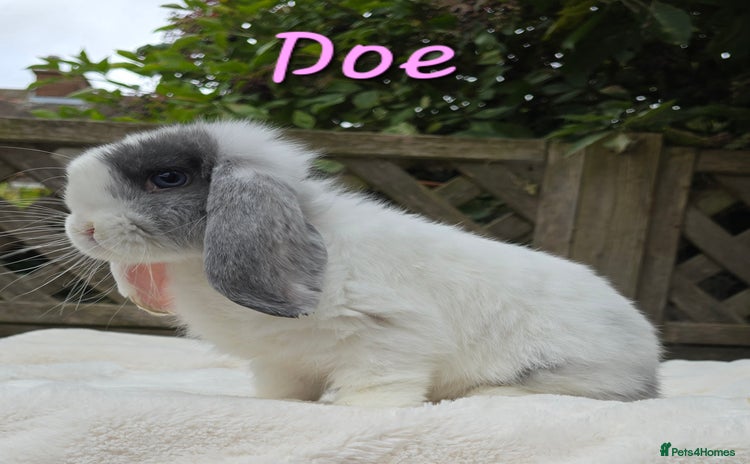 Mini Lop rabbits in Huntingdon - Advert 9