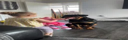 Rottweiler dogs for sale: River Rottweiler - Advert 5