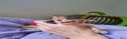 Abyssinian cats for sale: One beautiful Abyssinian boy - Advert 12