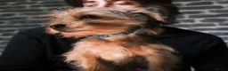 Yorkshire Terrier dogs for sale: Pure Yorkshire Terrier Pups - READY NOW 🐾 in London - Advert 12