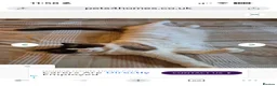 Ragdoll cats for sale: Beautiful Seal Bicolour Ragdoll Cat 18 Months Male - Advert 6