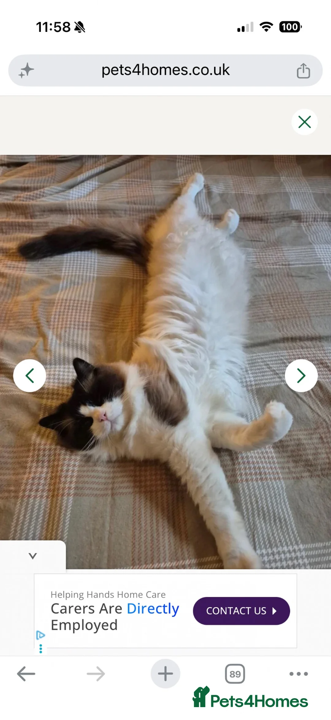 Ragdoll cats for sale: Beautiful Seal Bicolour Ragdoll Cat 18 Months Male - Advert 6