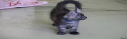 Maine Coon cats for sale: TICA Reg Black Smoke Maine Coon Kittens - Advert 19