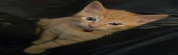 Mixed Breed cats for sale: Tabby & ginger and white kittens  - Advert 9