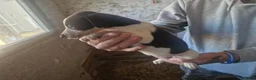 Whippet dogs for sale: Kc whippet puppies  - Advert 8