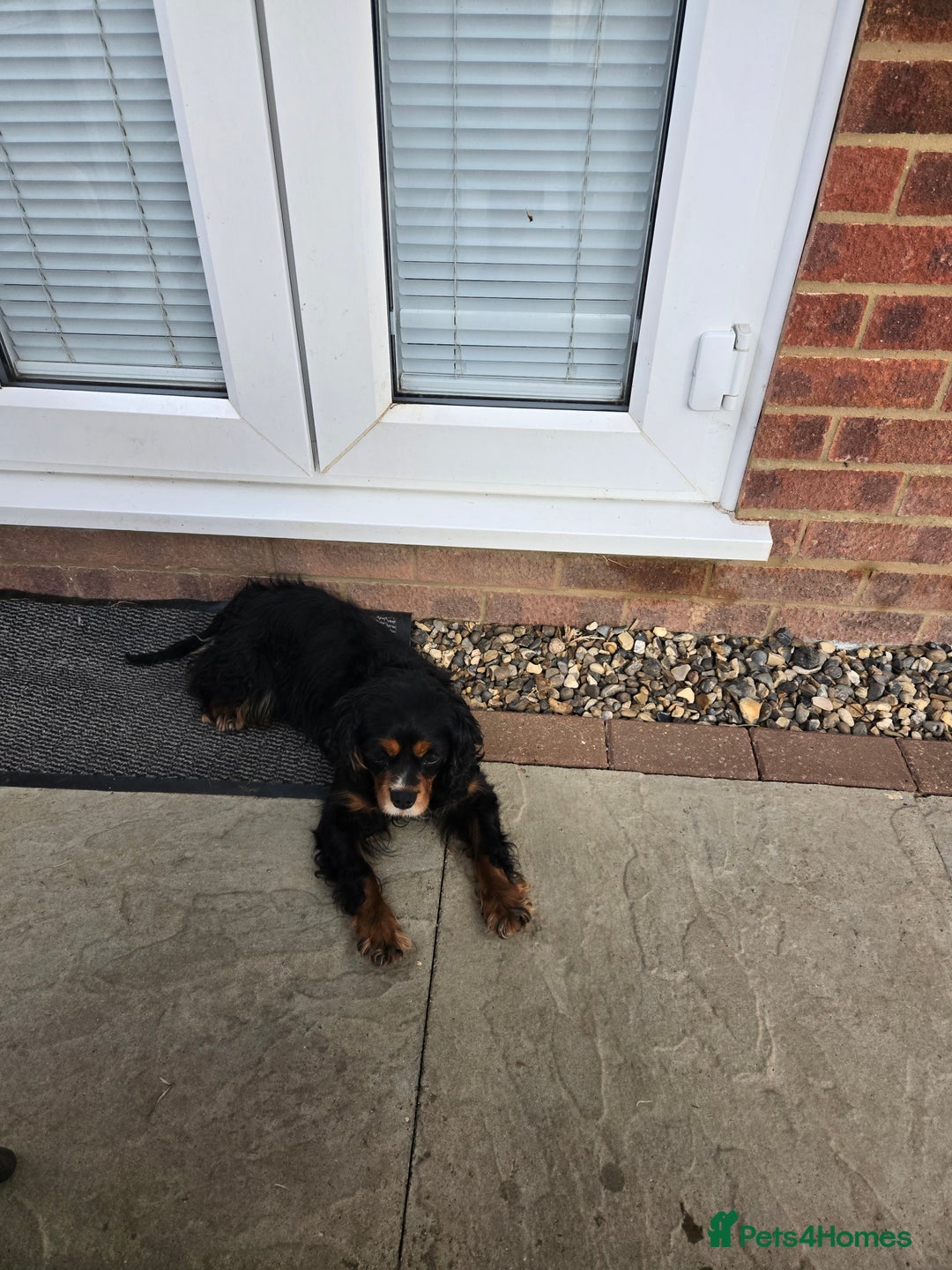 Mixed Breed dogs for sale: *UPDATE* 3x purebred dogs for rehoming - Image 2