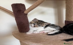 Mixed Breed cats for sale: Tabby kittens  - Image 2