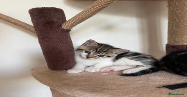 Mixed Breed cats - Advert 1