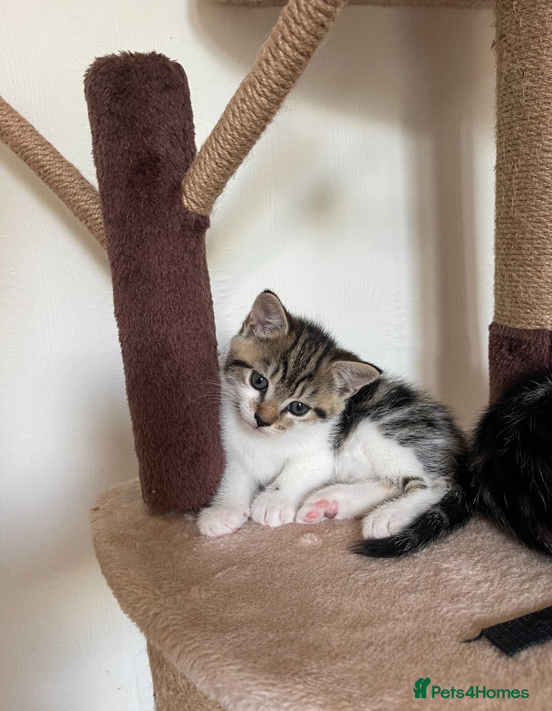 Mixed Breed cats for sale: Tabby kittens  - Image 2