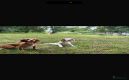 Cocker Spaniel dogs for sale: Quality KC registered FTC Working Cocker Spaniels - Image 10