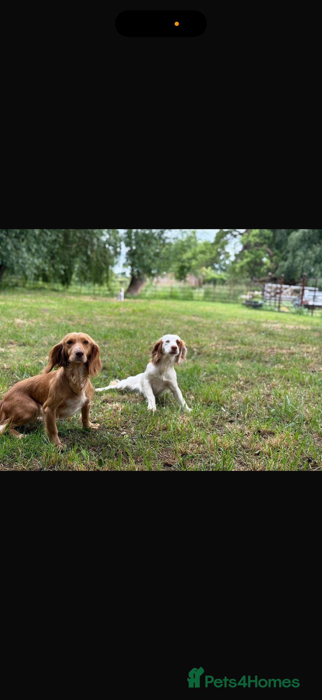 Cocker Spaniel dogs for sale: Quality KC registered FTC Working Cocker Spaniels - Image 10