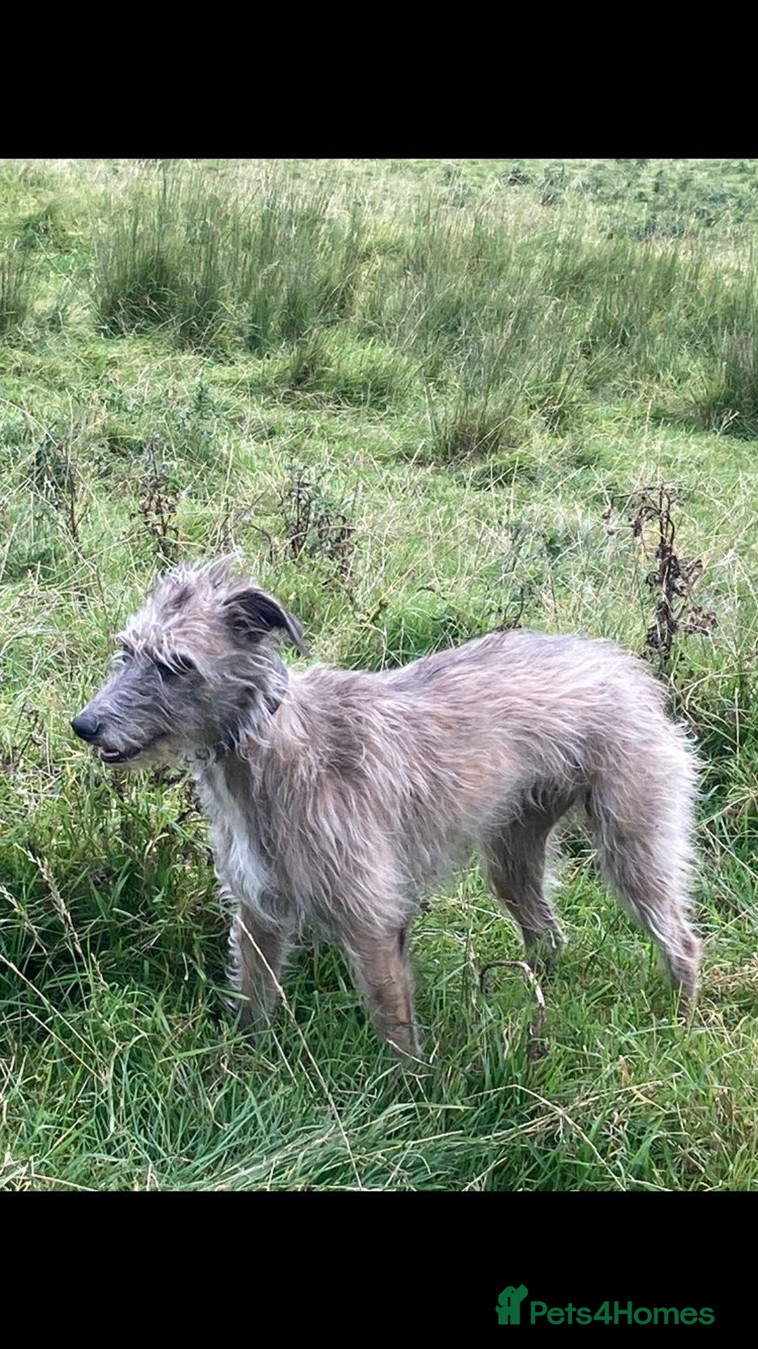 Mixed Breed dogs for sale: Bedlington Whippet x KC Bedlington Terrier Puppies - Image 5