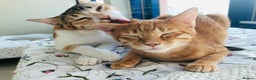 Mixed Breed cats for adoption: TALULA RARE GINGER GIRL- CALLIE BONDED PAIR SPAYED - Advert 2