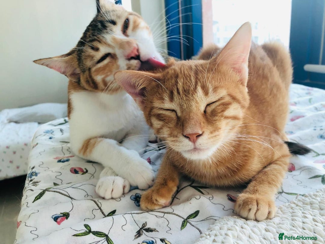 Mixed Breed cats for adoption: TALULA RARE GINGER GIRL- CALLIE BONDED PAIR SPAYED - Advert 2